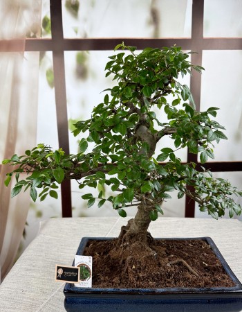 BONSAİ ZELKOVA