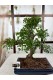 BONSAİ ZELKOVA