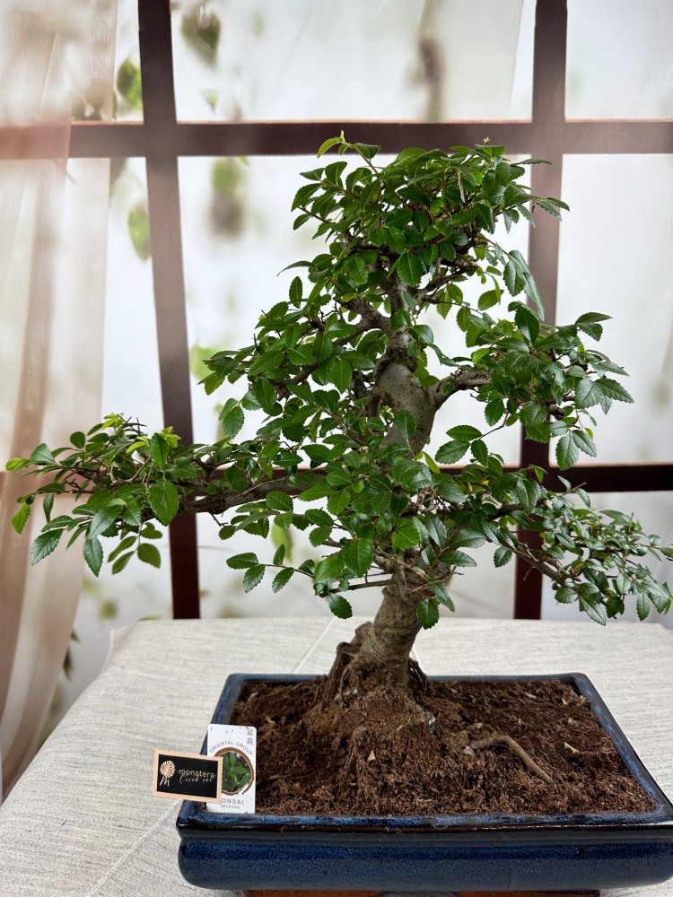 BONSAİ ZELKOVA