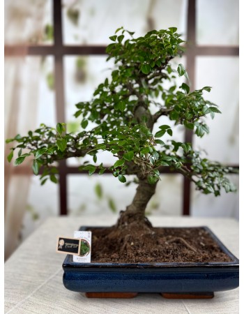 BONSAİ ZELKOVA