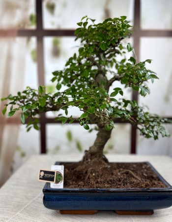 BONSAİ ZELKOVA