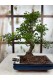 BONSAİ ZELKOVA