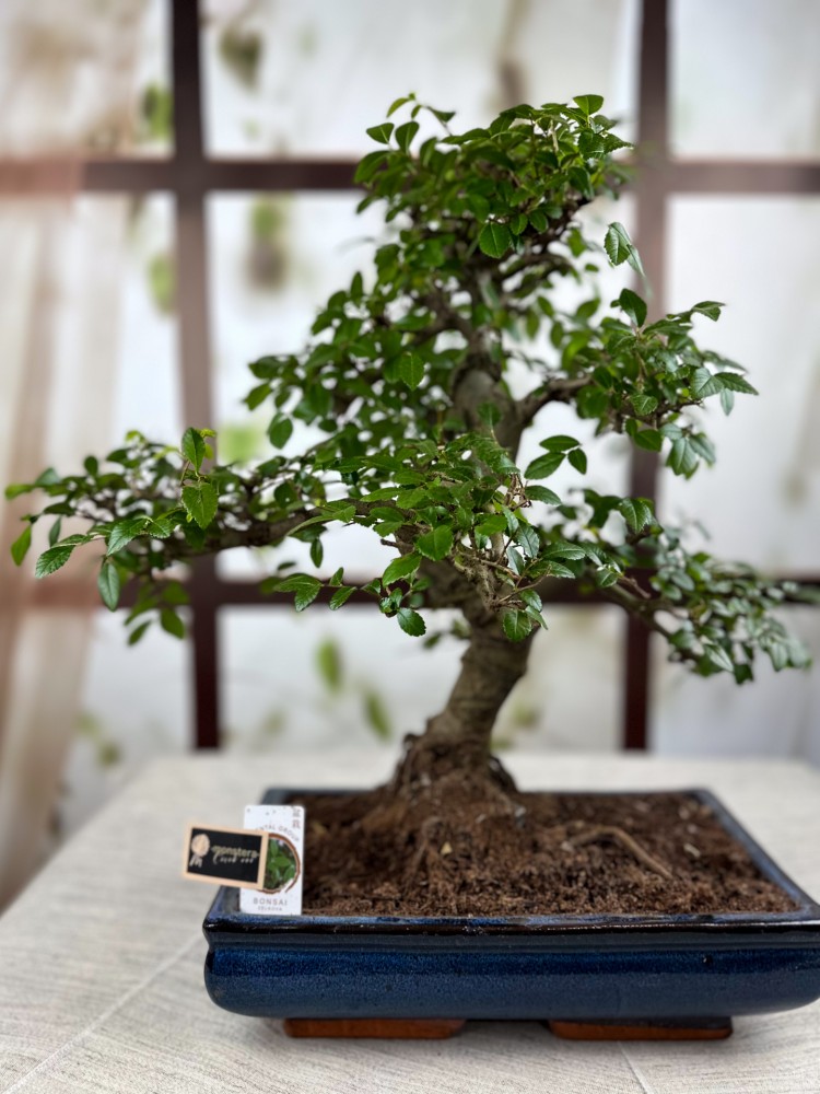 BONSAİ ZELKOVA