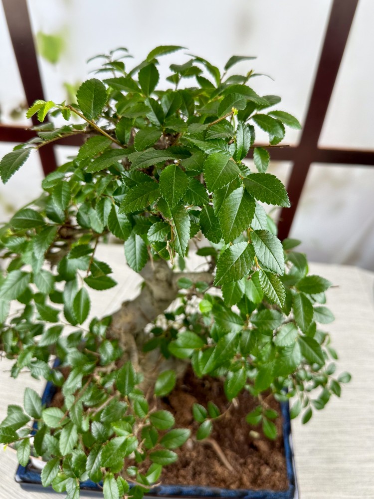 BONSAİ ZELKOVA