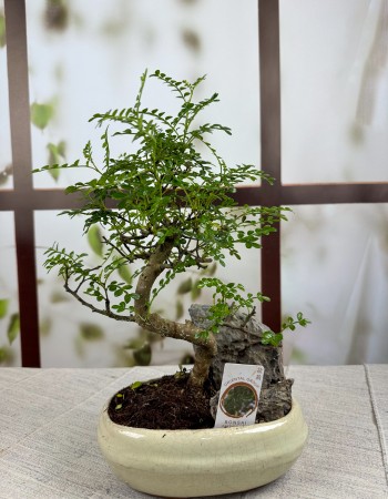 BONSAİ ZANTHOXYLUM