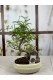 BONSAİ ZANTHOXYLUM