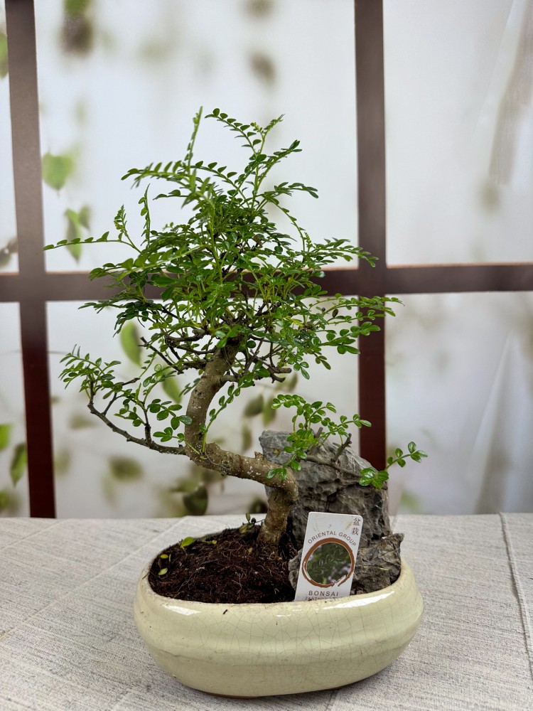 BONSAİ ZANTHOXYLUM