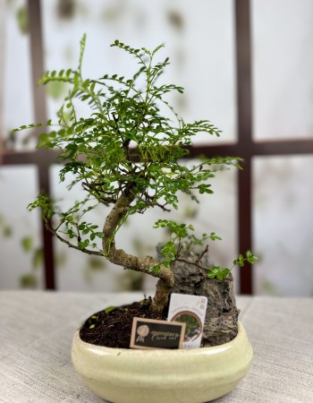 BONSAİ ZANTHOXYLUM