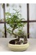 BONSAİ ZANTHOXYLUM