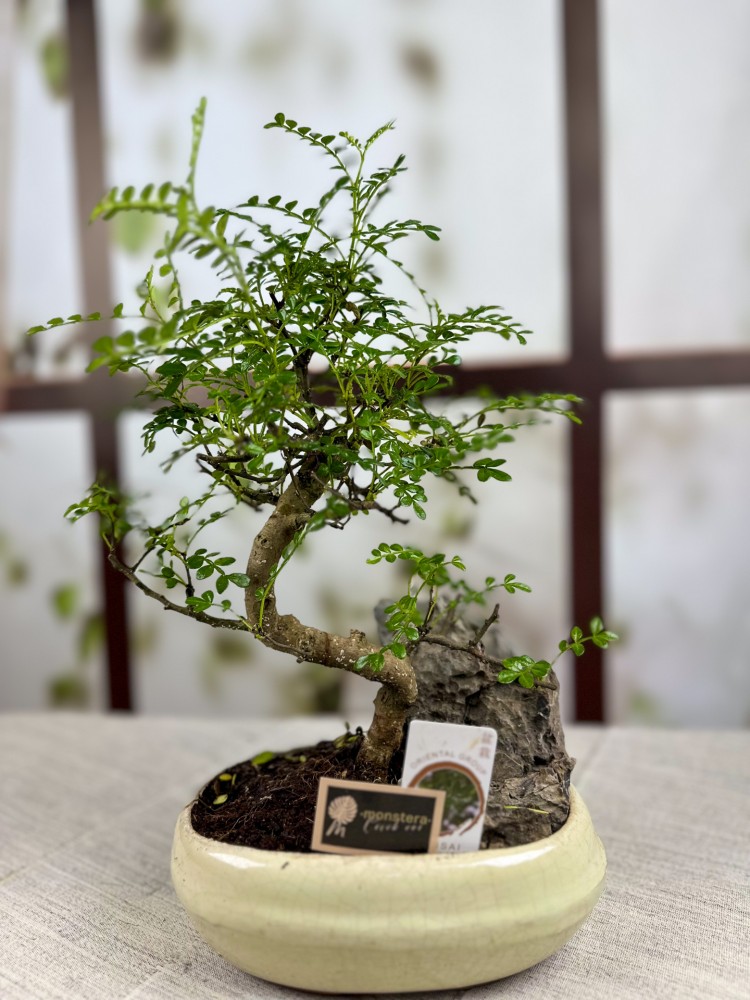 BONSAİ ZANTHOXYLUM