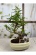 BONSAİ ZANTHOXYLUM