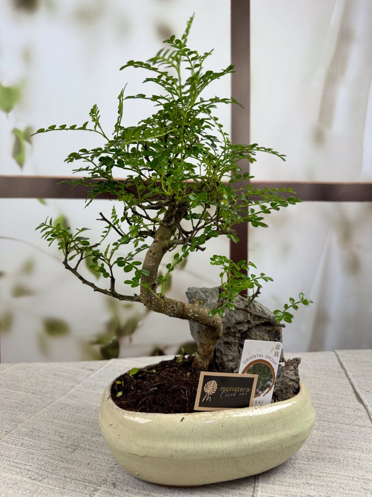 BONSAİ ZANTHOXYLUM