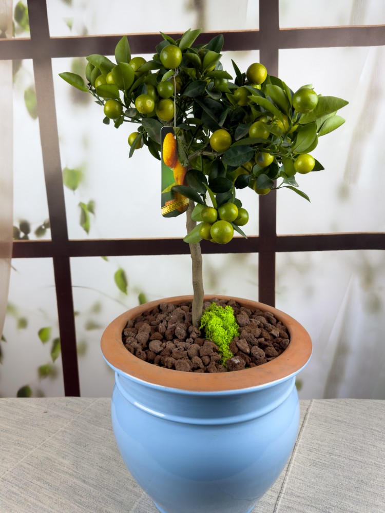 CALAMONDINO