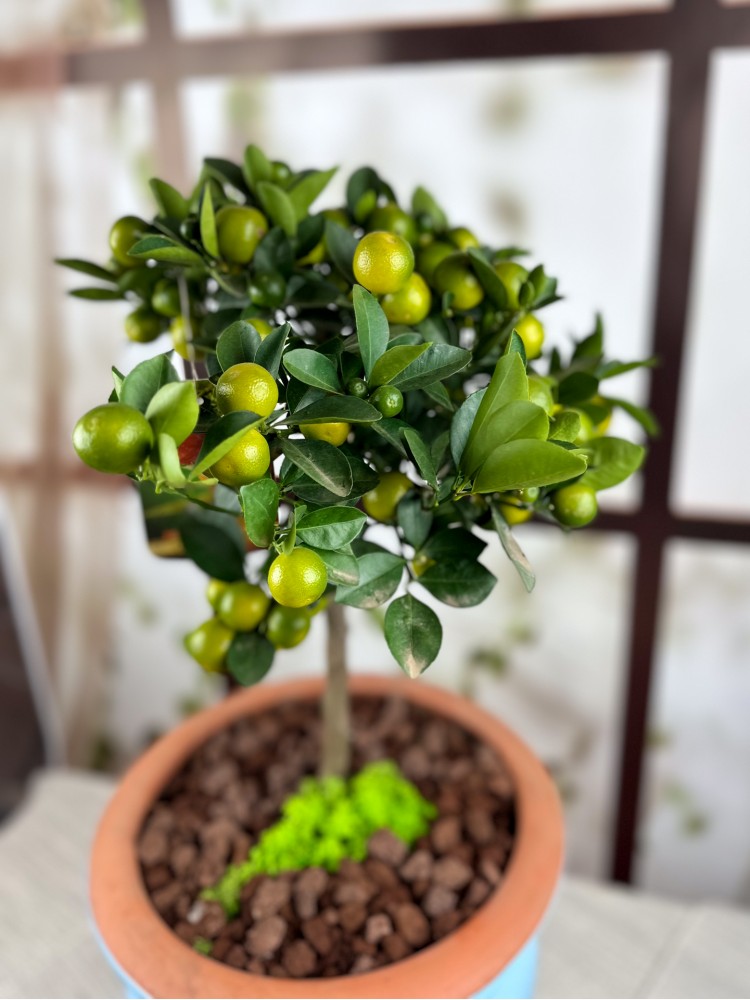 CALAMONDINO