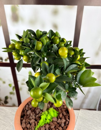 CALAMONDINO