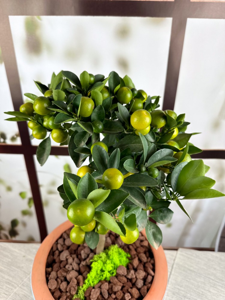 CALAMONDINO