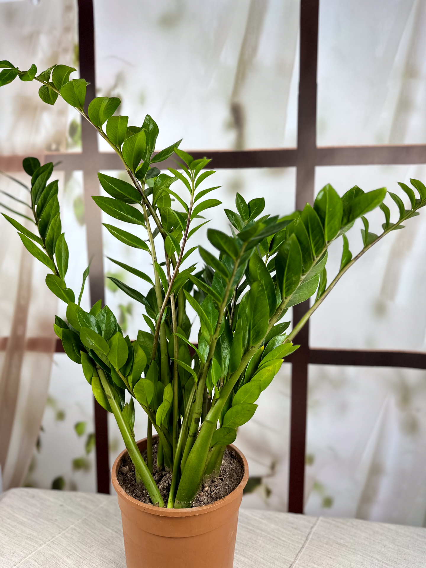 alocasia macrorrhiza black stem variegata Buy Alocasia Low Rider Albo Variegated 