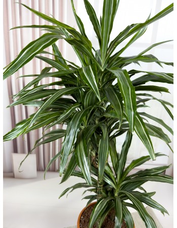 DRACAENA FRAGRANS