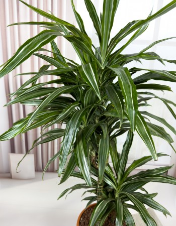 DRACAENA FRAGRANS