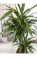 DRACAENA FRAGRANS