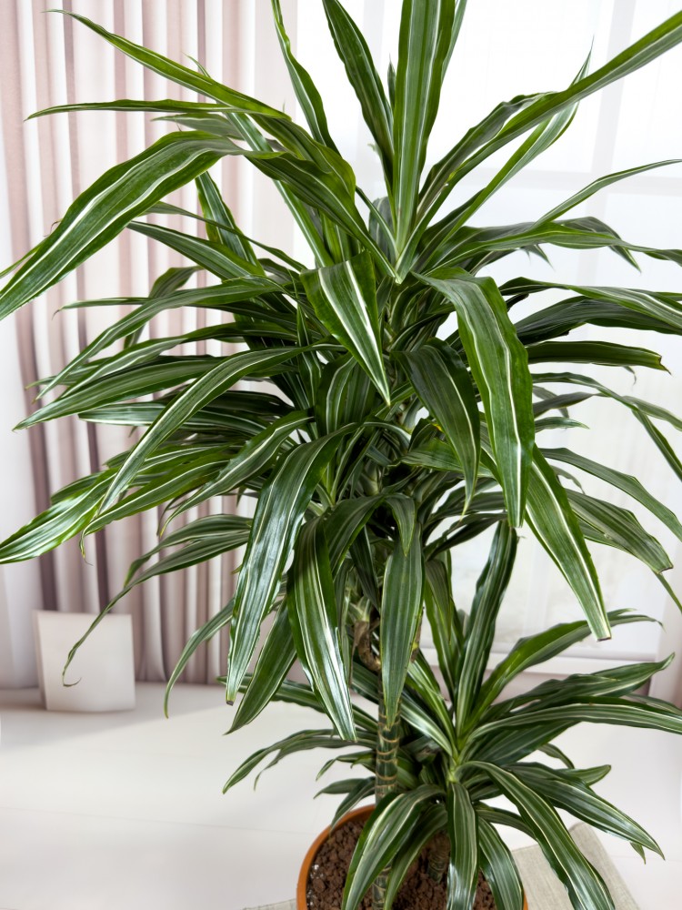 DRACAENA FRAGRANS