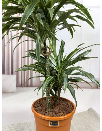 DRACAENA FRAGRANS