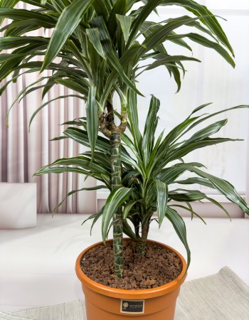 DRACAENA FRAGRANS