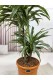 DRACAENA FRAGRANS