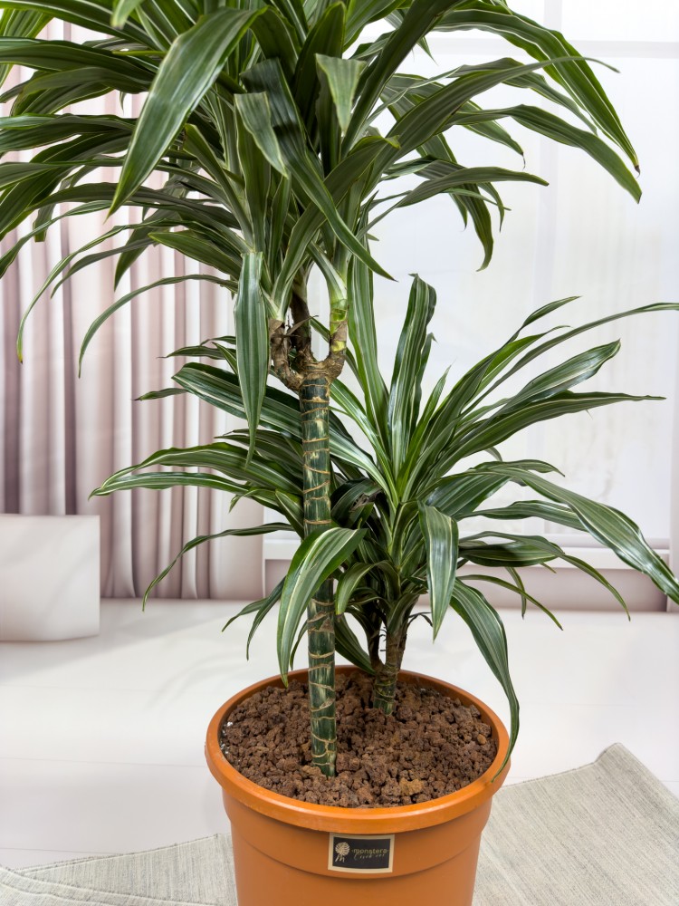 DRACAENA FRAGRANS