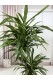 DRACAENA FRAGRANS