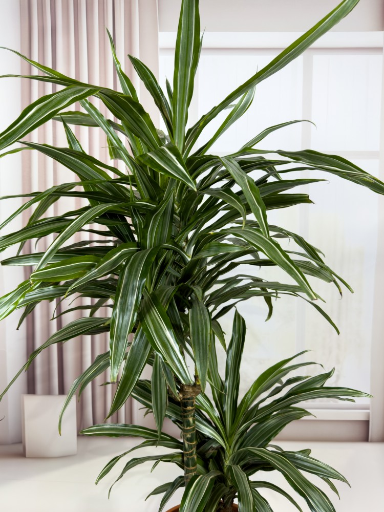 DRACAENA FRAGRANS