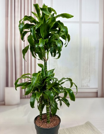 DRACAENA