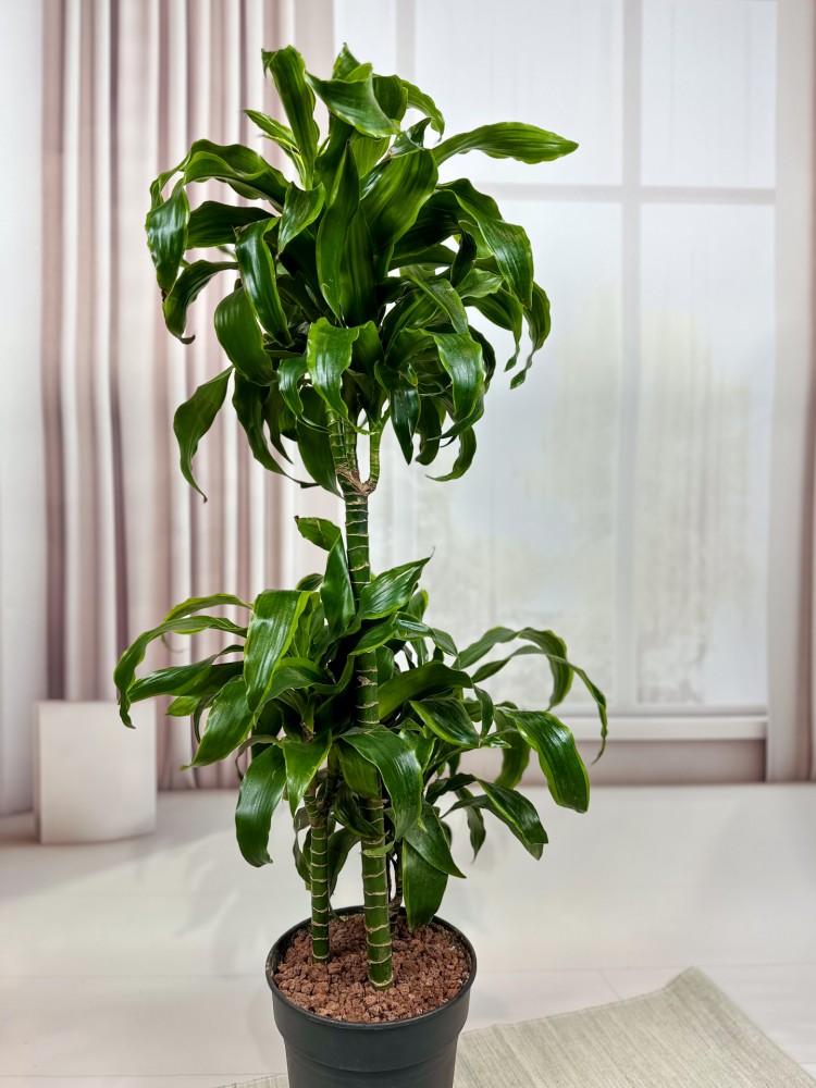 DRACAENA