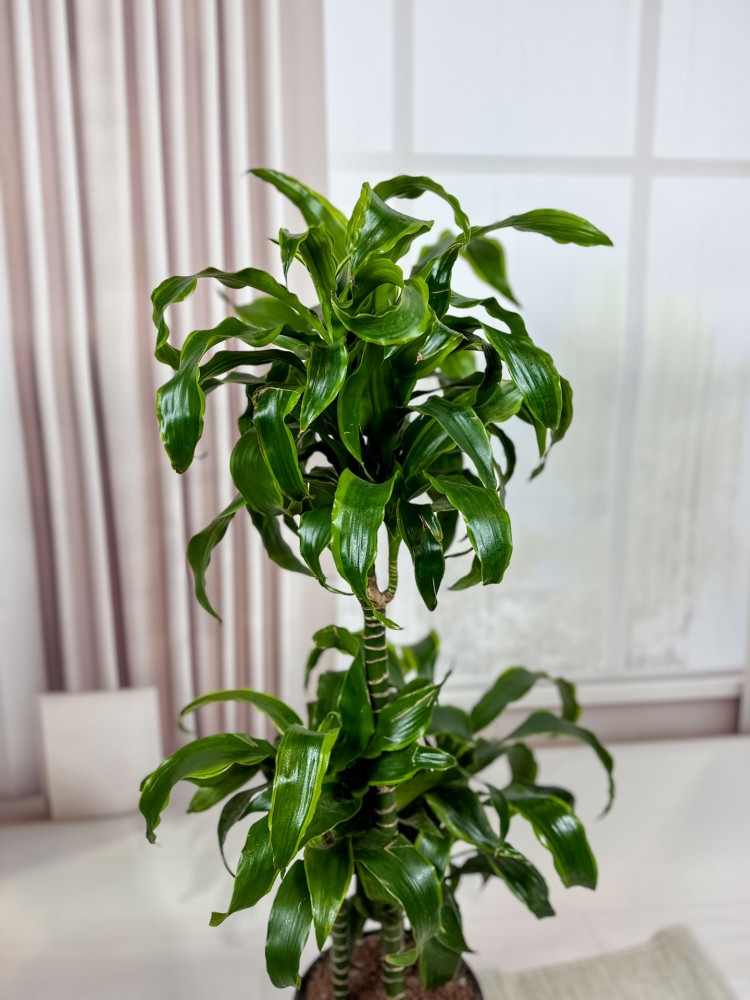 DRACAENA