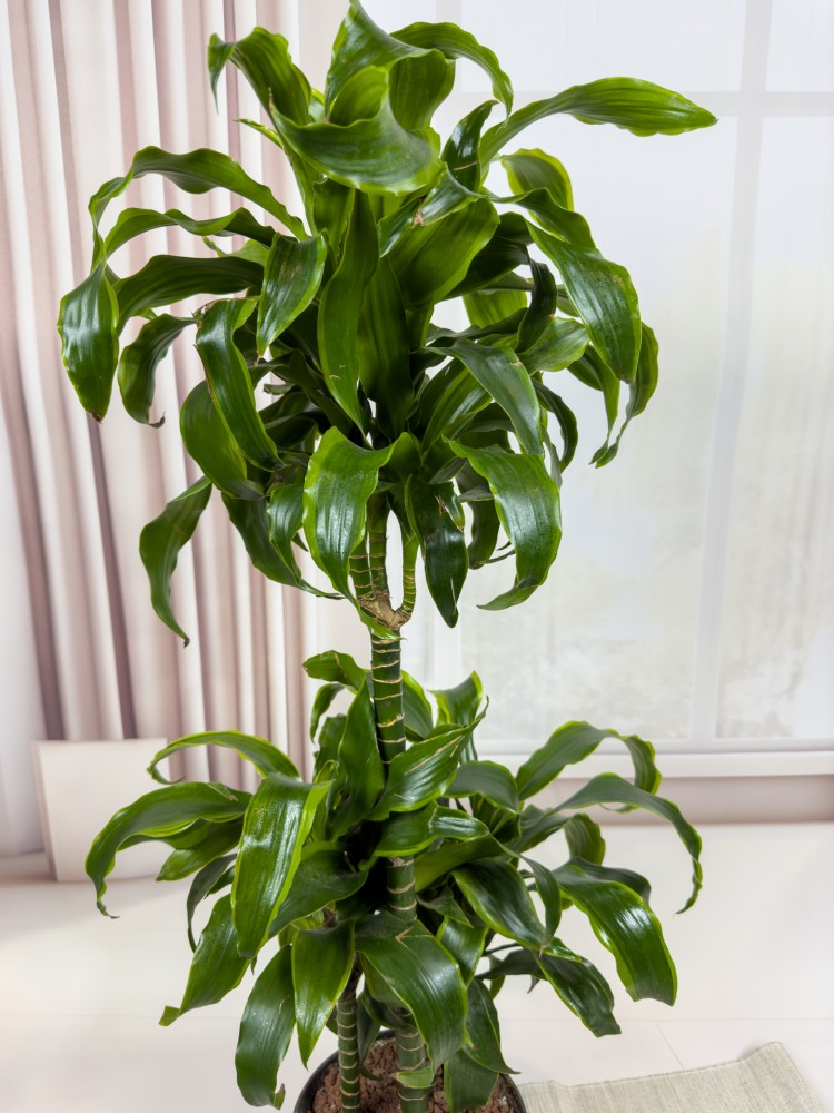 DRACAENA